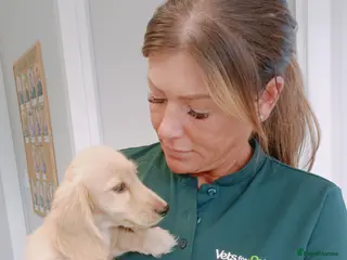 Dachshund dogs FULLY VACCINATED KC Mini dachshund cream boy - Advert 11