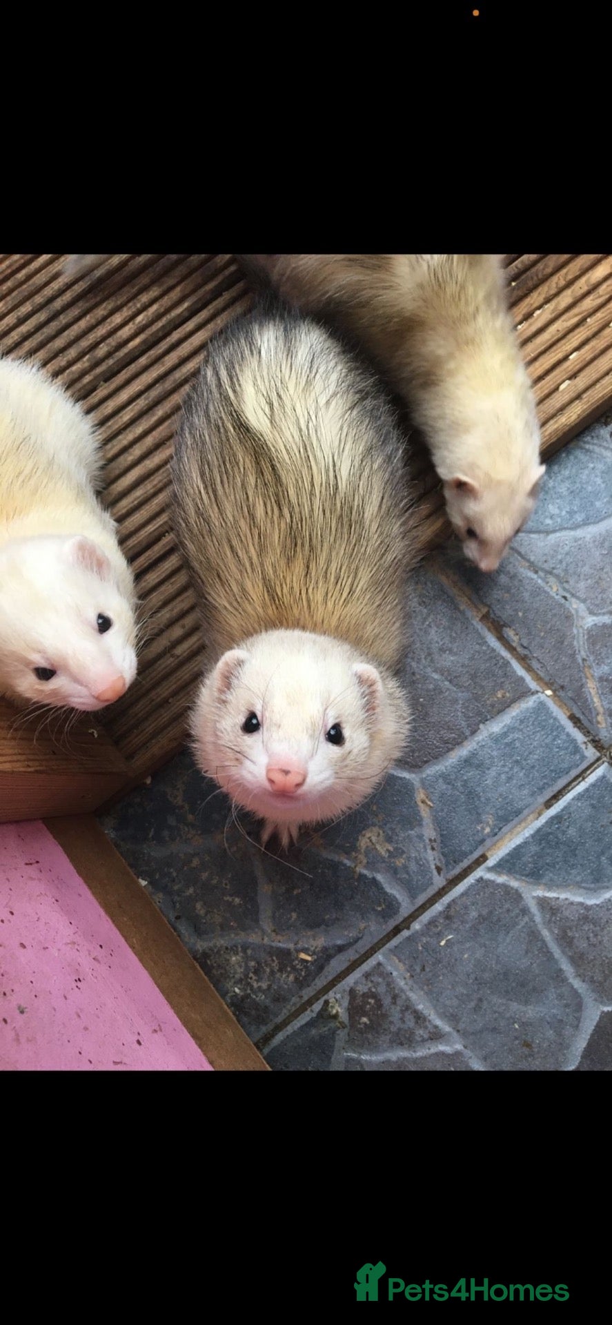 Ferret rodents Ferrets for sale  - Advert 1