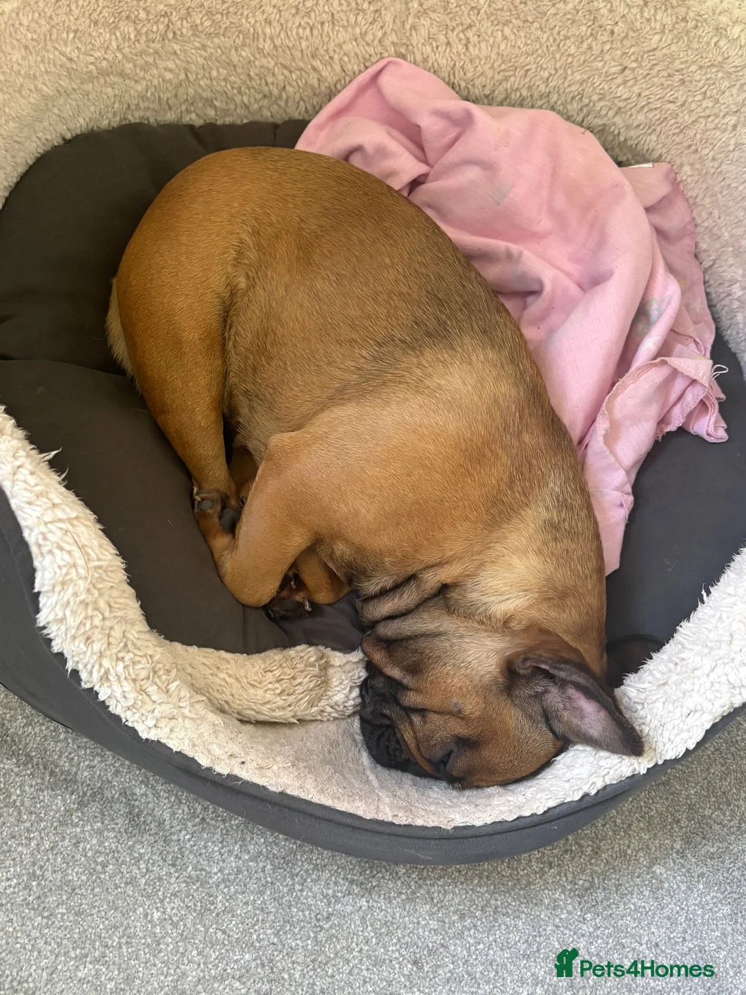 French Bulldog dogs for sale: 3 year old female frenchie  - Advert 2