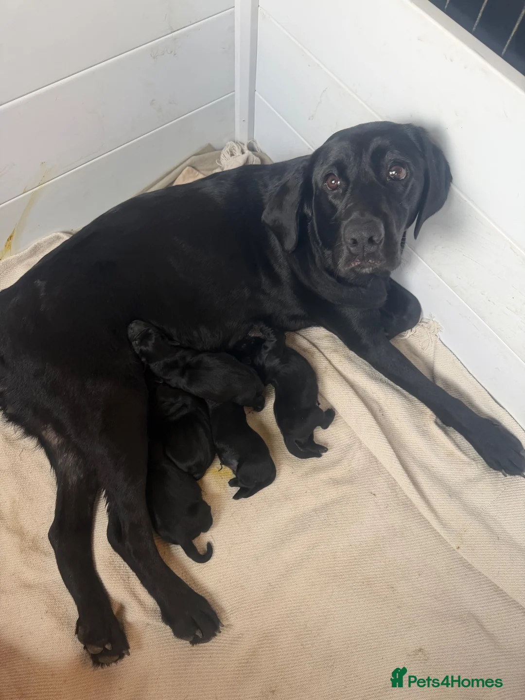 Goldador dogs for sale: Beautiful goldadors - Advert 1