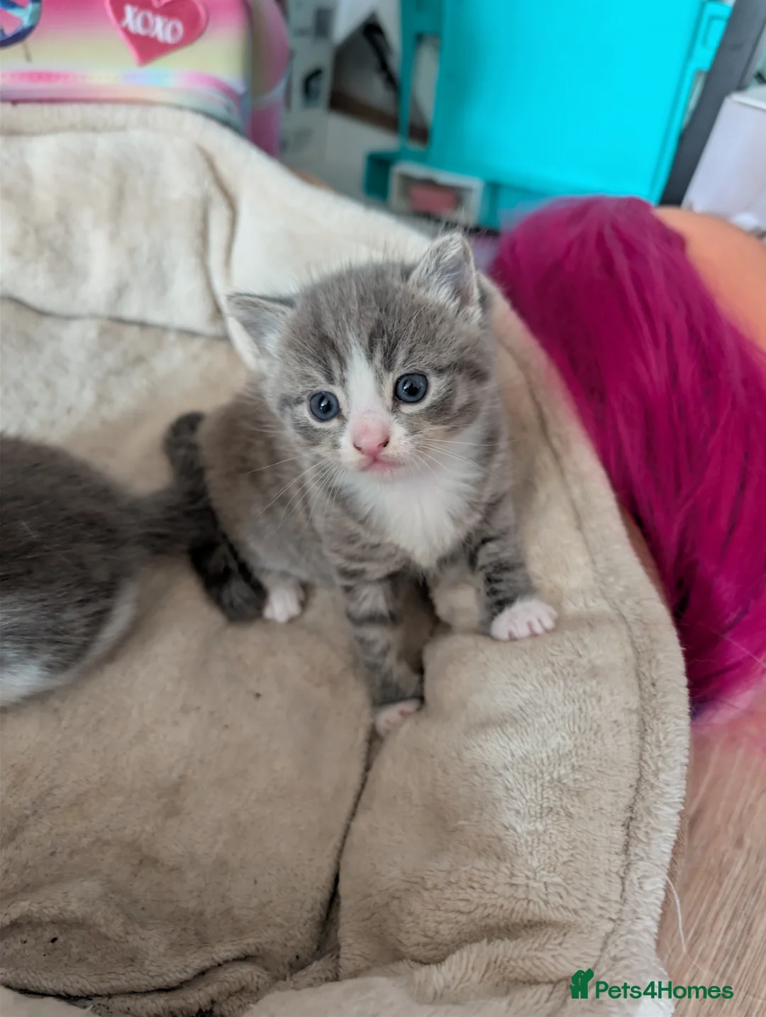 Mixed Breed cats for sale: Kittens  - Advert 2