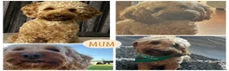 Mixed Breed dogs for sale: Beautiful double doodle puppies in Tredegar - Advert 16
