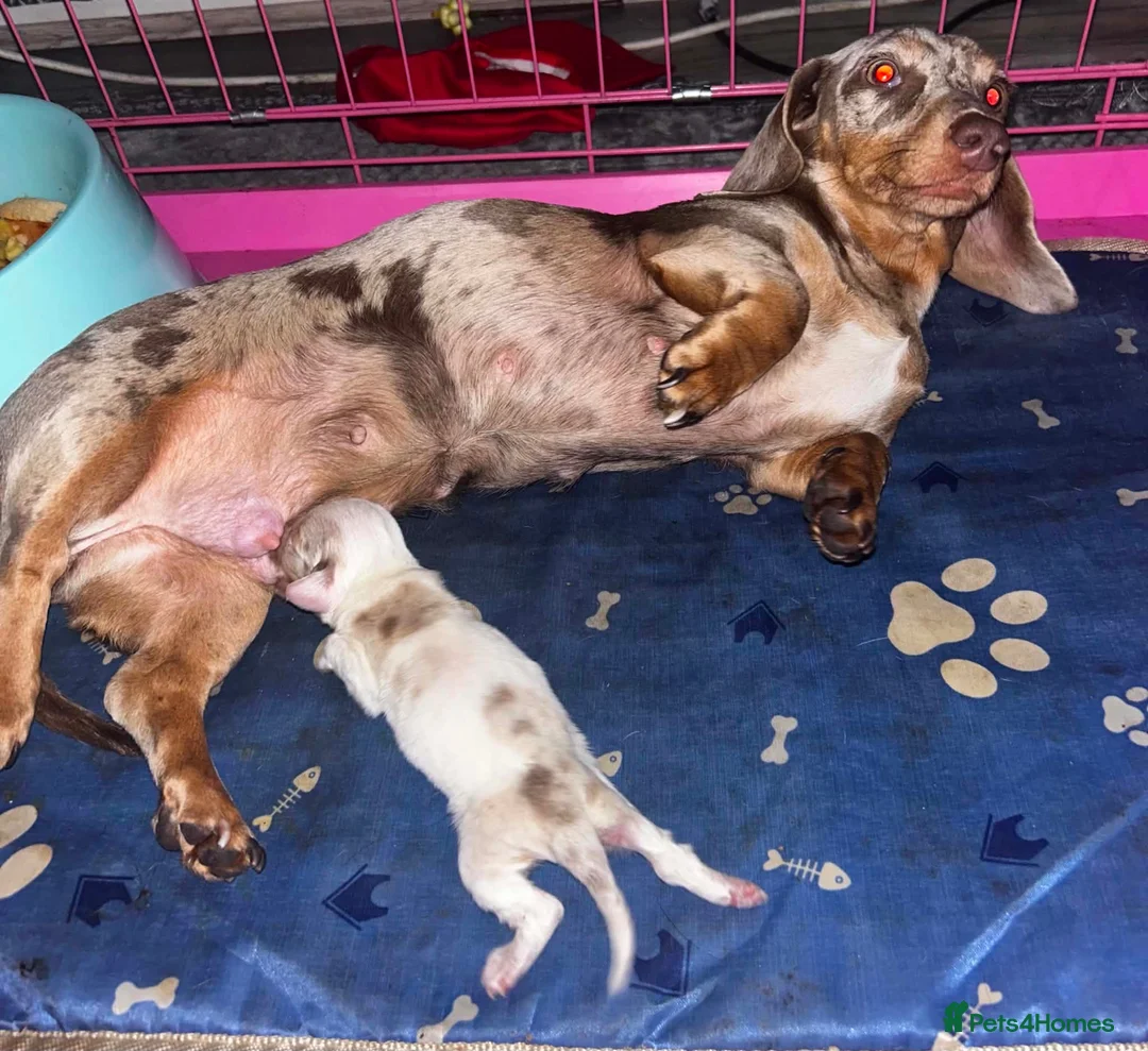 Miniature Dachshund dogs for sale: Cream dapple Miniature dachshund - Advert 4