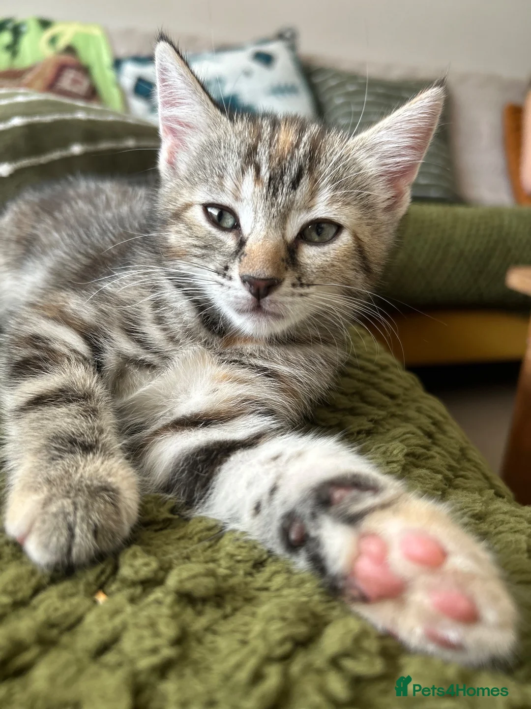 Mixed Breed cats for sale: Puuurfectly Adorable Kittens  - Advert 2