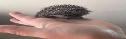 Pygmy Hedgehog rodents for sale: 8 week old pygmy Hedgehogs - Advert 5