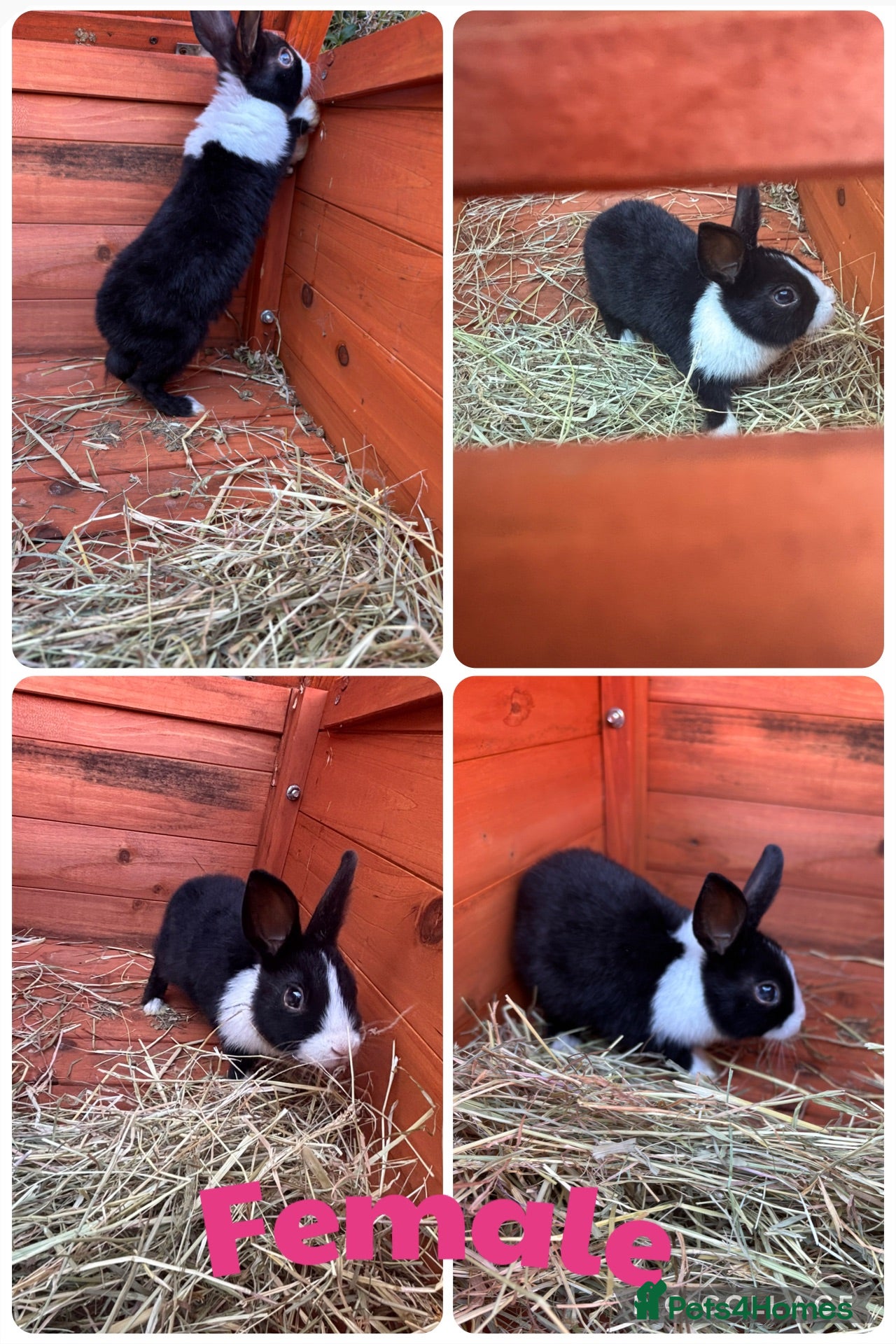 Dutch rabbits 🐰Mixed Dutch Baby Rabbits🐰 Ready  - Advert 11