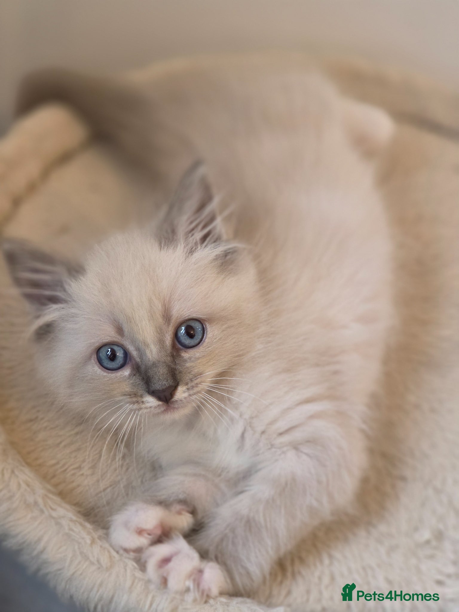 Ragdoll cats  ragdoll kitten boy left  ready to leave - Advert 9