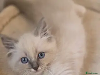 Ragdoll cats ragdoll kitten boy left ready to leave - Advert 9