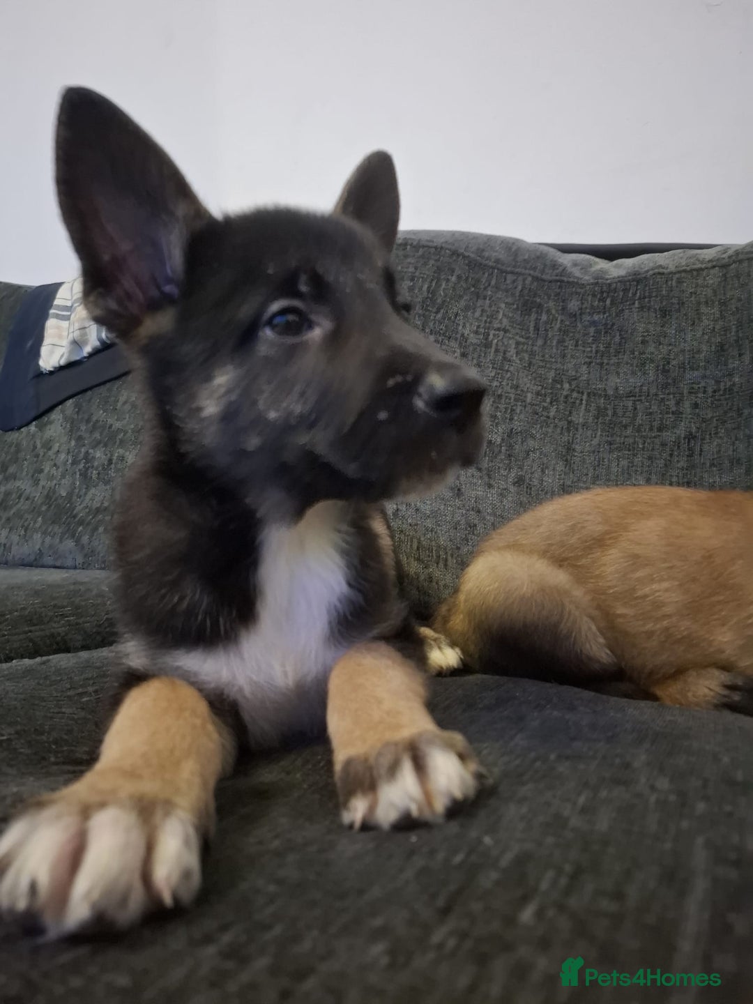 Belgian Shepherd Dog dogs for sale: 2 beautiful 8 week old Belgian shepherd dog - Advert 6