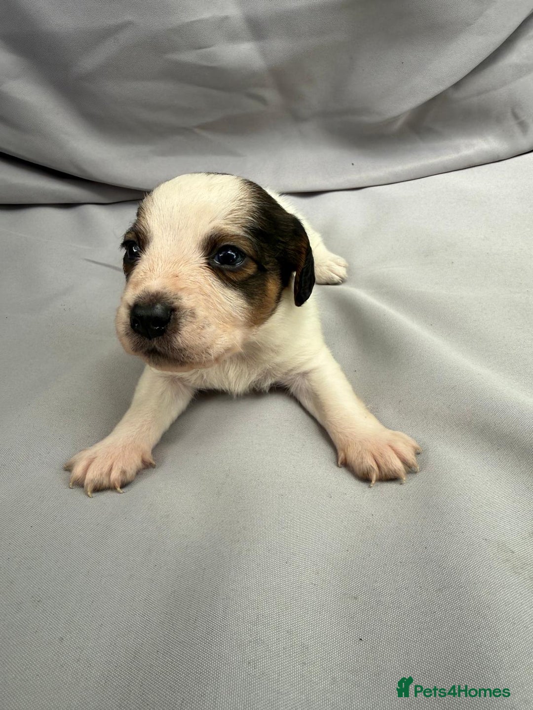 Mixed Breed dogs for sale: Jack Russel Pups in Machynlleth - Image 10