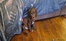 Cocker Spaniel dogs for sale: Chocolate Cocker Spaniel puppy ready to go - Image 16