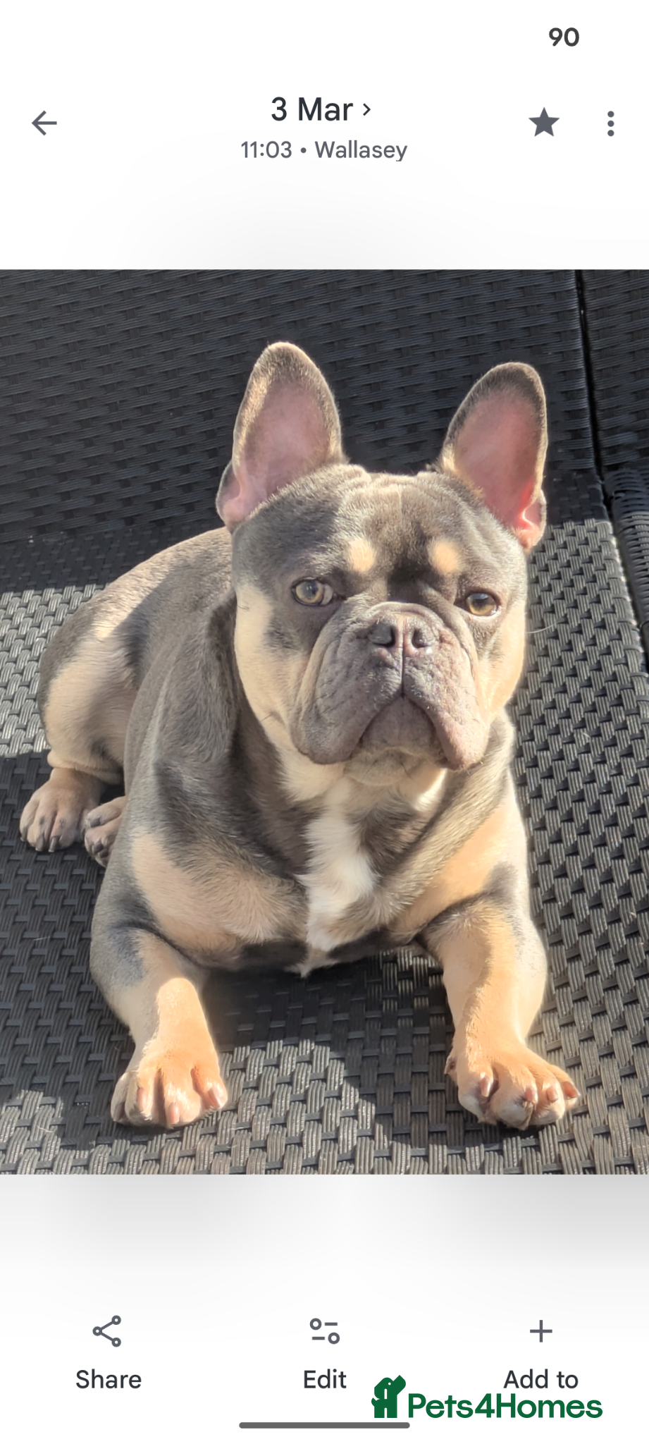 French Bulldog dogs for sale: Male french bulldog read Full description  - Advert 1