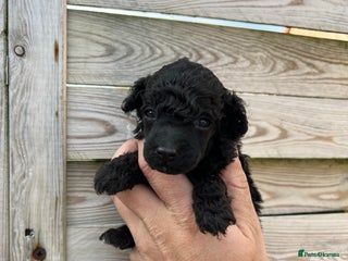 Toy Poodle dogs Toy poodles - Advert 7