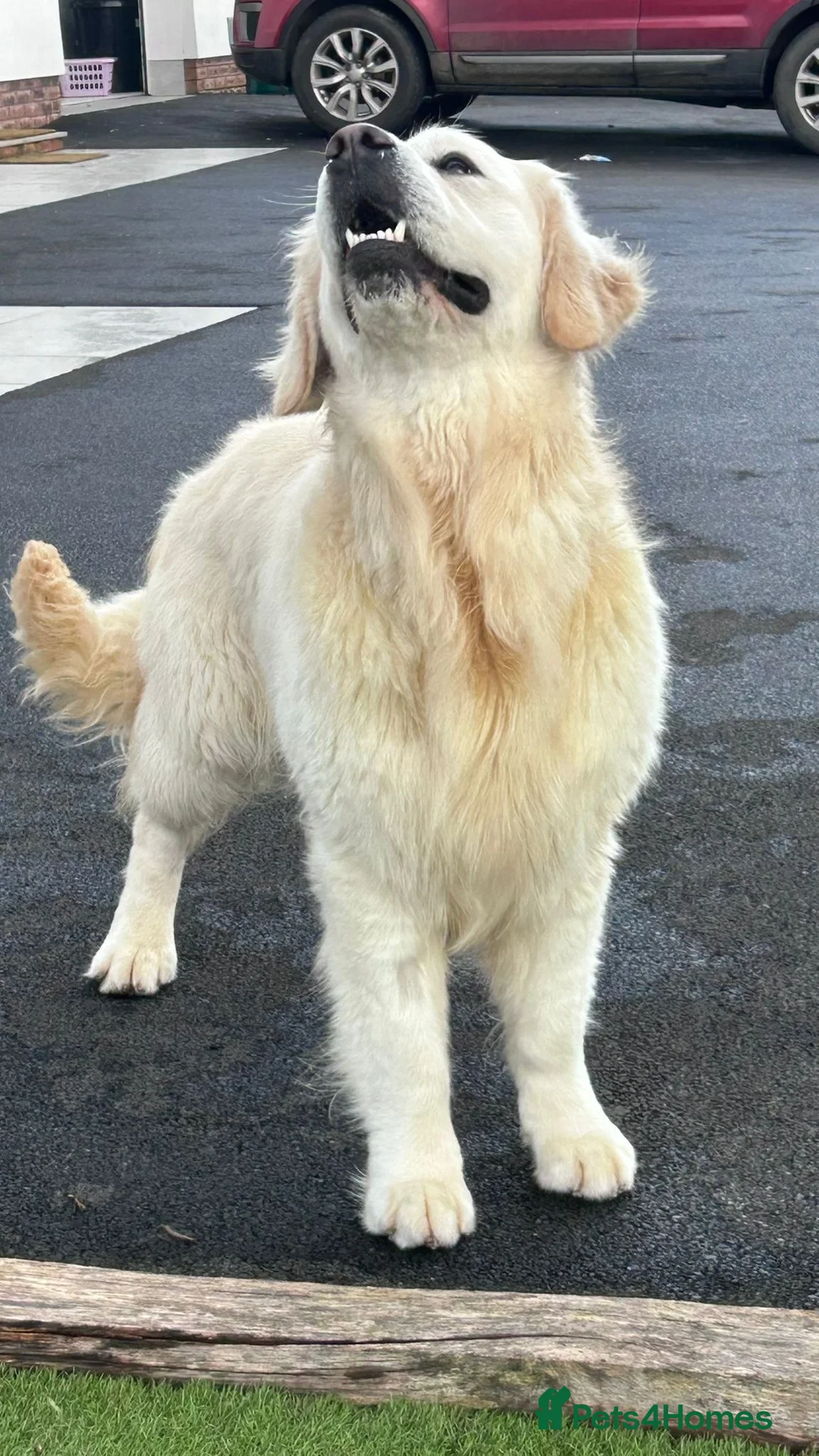 Golden Retriever dogs for stud: “Hank” kenbloom Leo - Advert 2