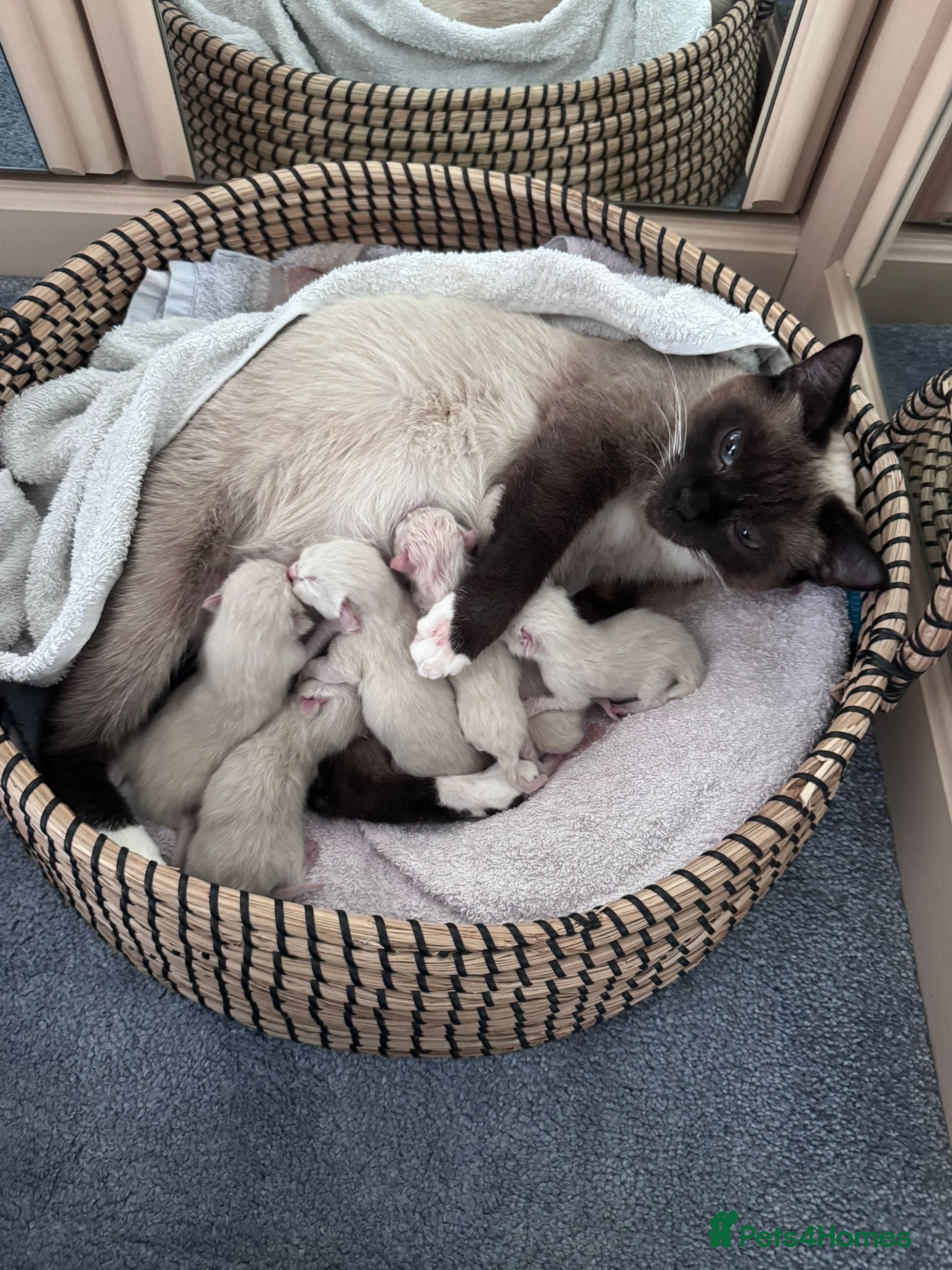 Mixed Breed cats Siamese x Ragdoll Kittens Looking for Loving Homes - Advert 16