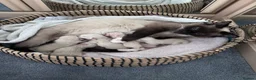 Mixed Breed cats for sale: Siamese x Ragdoll Kittens Looking for Loving Homes - Advert 1