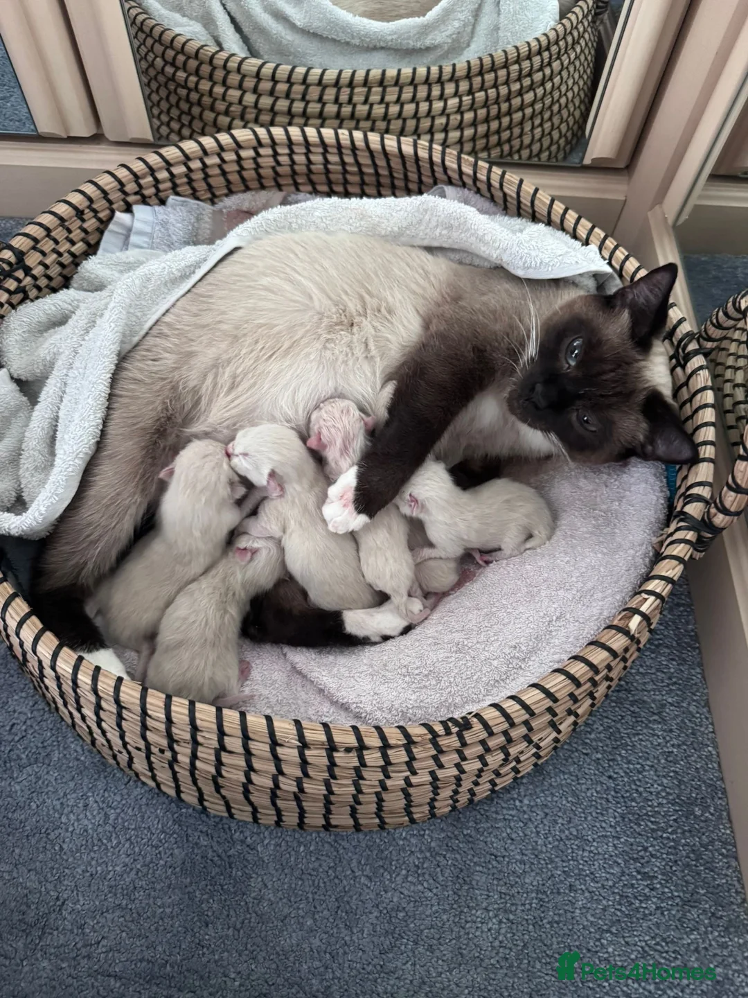 Mixed Breed cats for sale: Siamese x Ragdoll Kittens Looking for Loving Homes - Advert 1