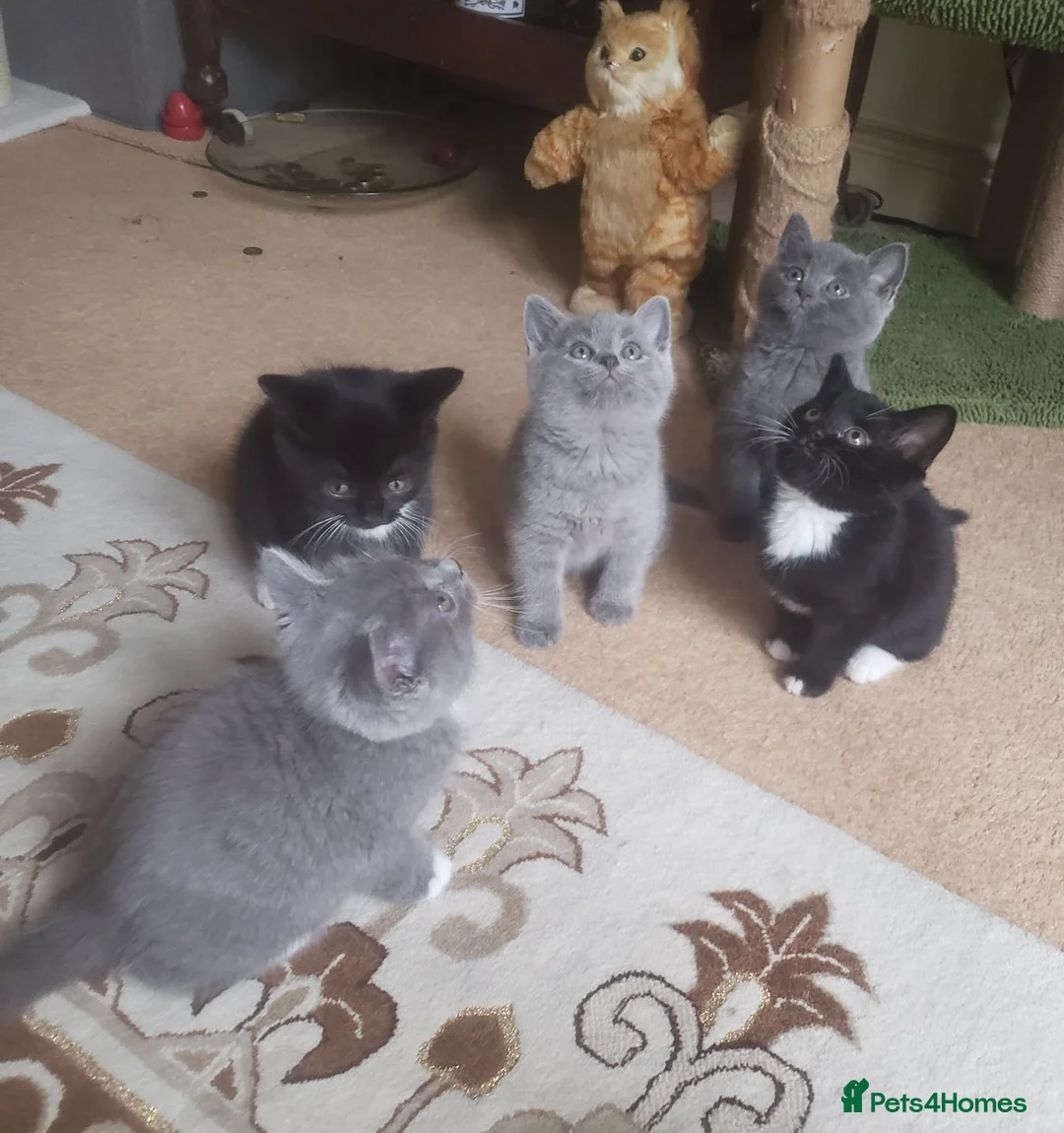 British Shorthair cats for sale: British Shorthair Mixed Litter - Advert 1
