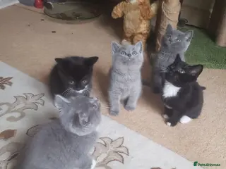 British Shorthair cats British Shorthair Mixed Litter - Advert 5