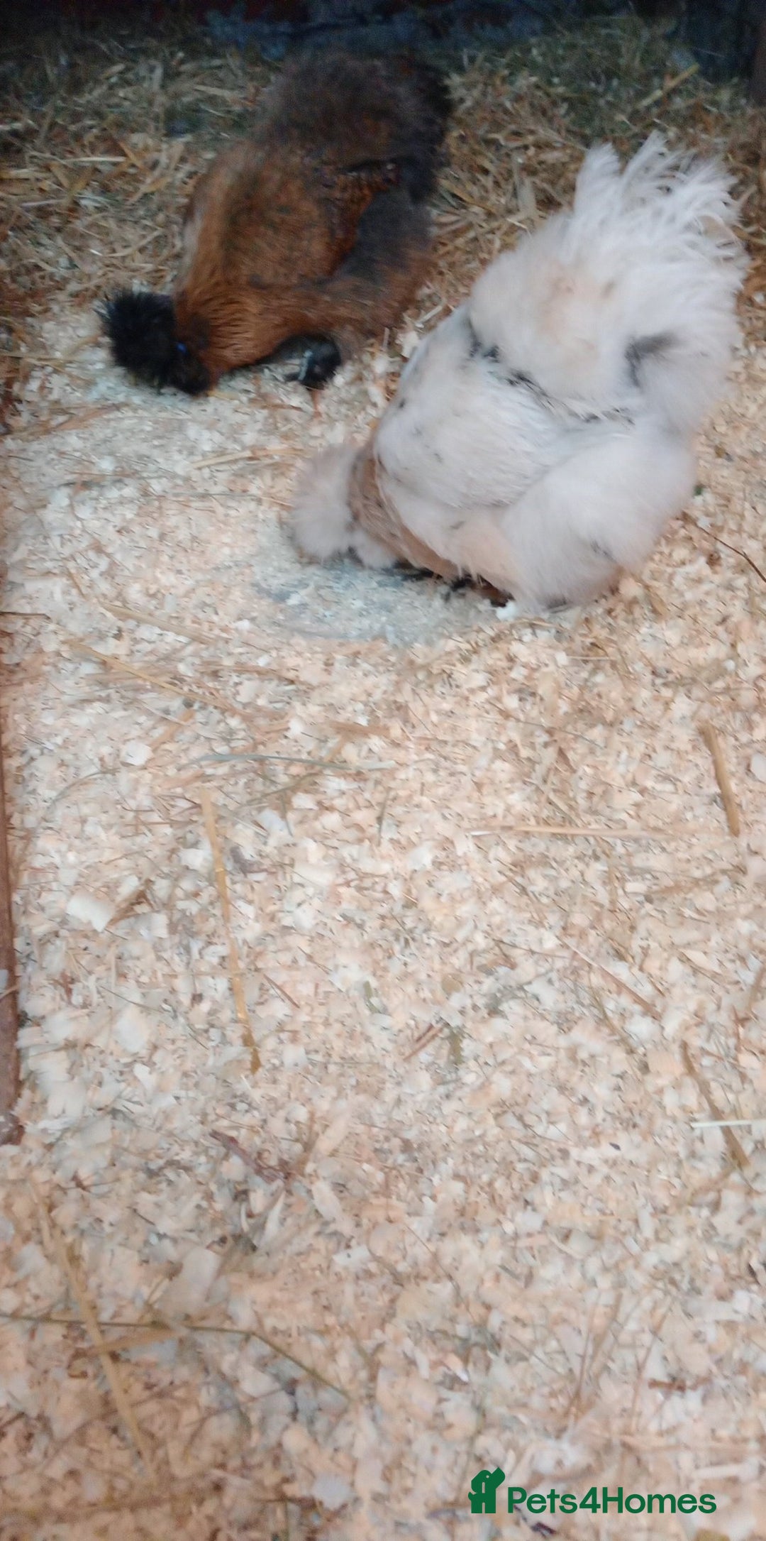 Chickens poultry for sale: Pure breed Silkie hens - Advert 5