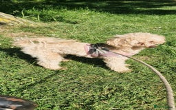 Toy Poodle dogs for sale: Pure bred deep red toy poodle boy - Image 5