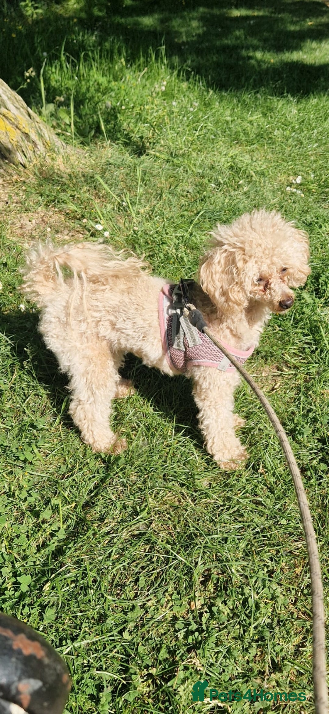 Toy Poodle dogs for sale: Pure bred deep red toy poodle boy - Image 5