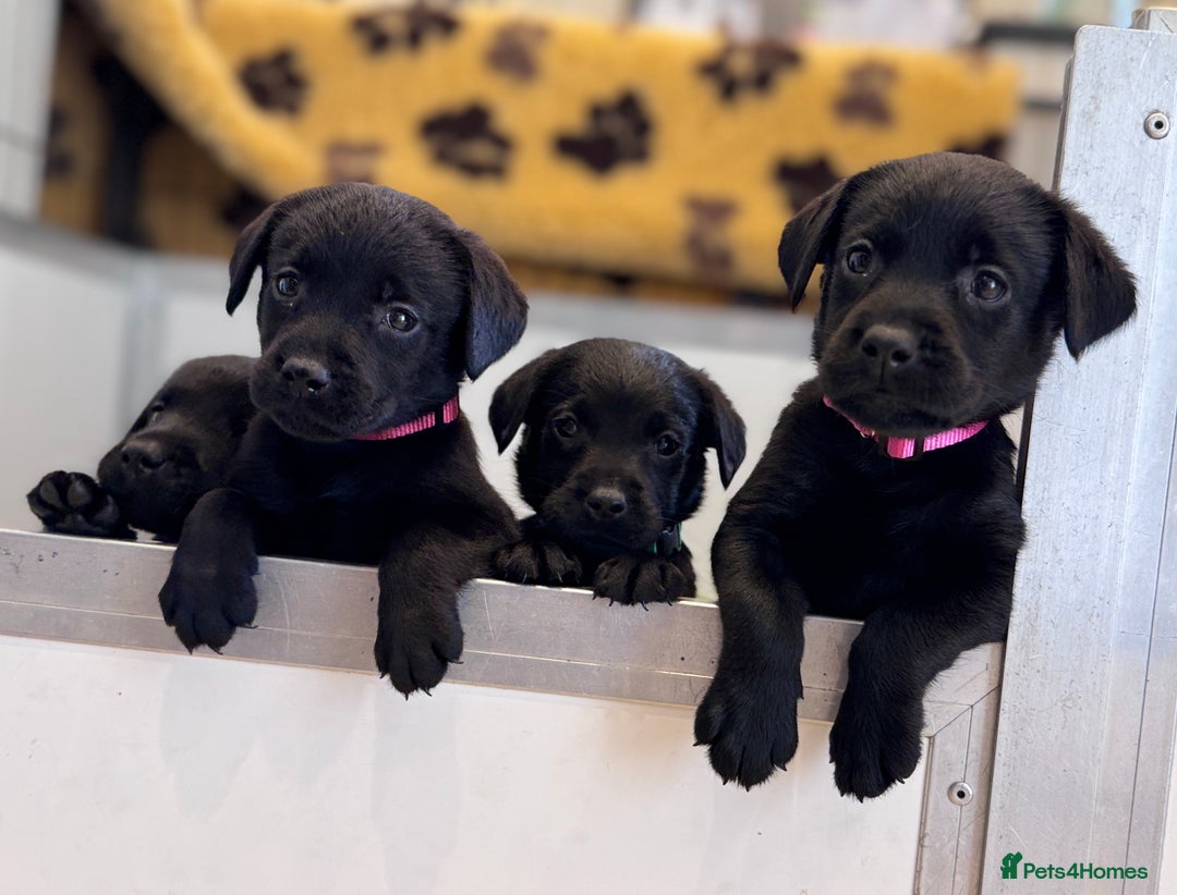 Labrador Retriever dogs for sale: Gorgeous KC Registered Labrador Retriever Puppies - Image 11