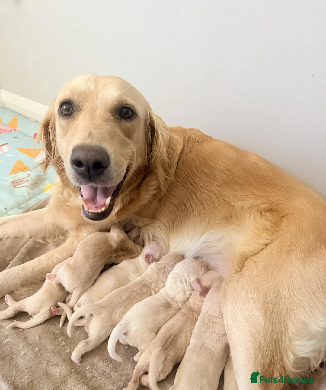 Golden Retriever dogs for sale: Golden Retriever Puppies - Advert 11