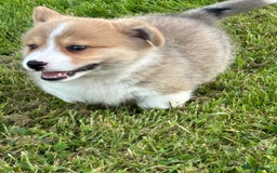 Welsh Corgi Pembroke dogs for sale: KC registered Champion line Corgi puppies - Image 8