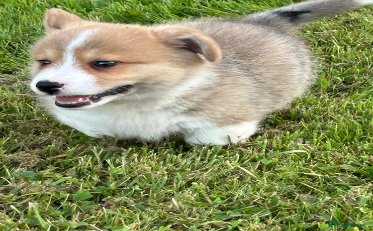 Welsh Corgi Pembroke dogs - Advert 5