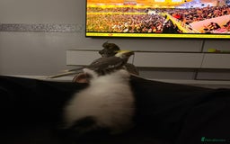 Cockatiels birds for sale: Male&female cockatiel for sale - Image 10