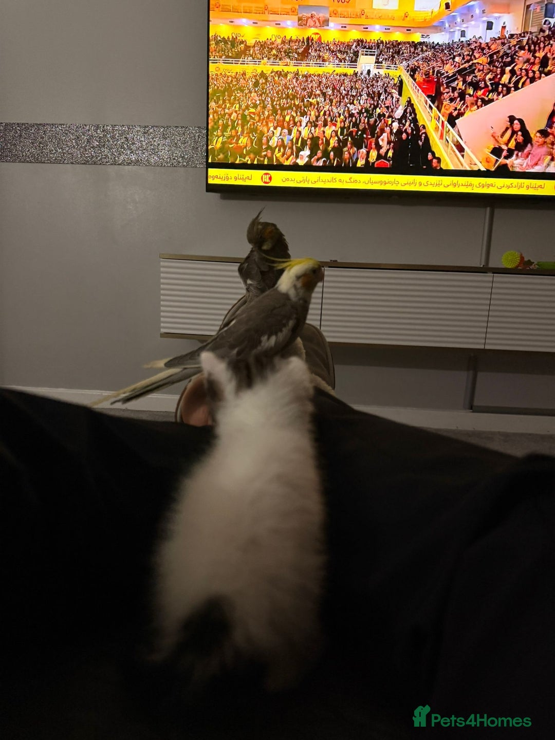 Cockatiels birds for sale: Male&female cockatiel for sale - Image 10