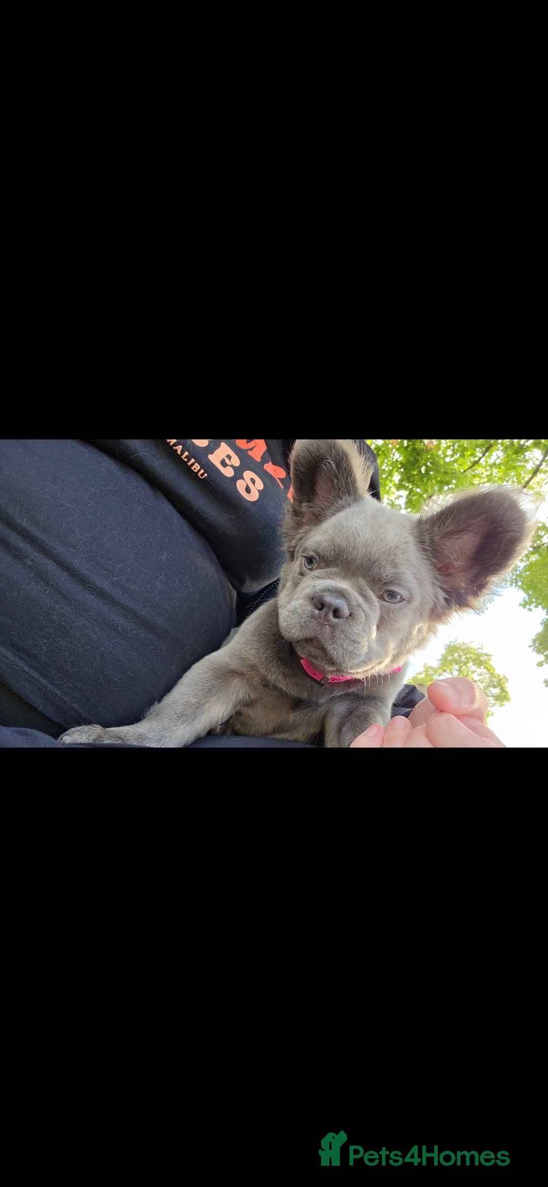 French Bulldog dogs for sale: Beautiful fluffy frenchie girl  - Image 6