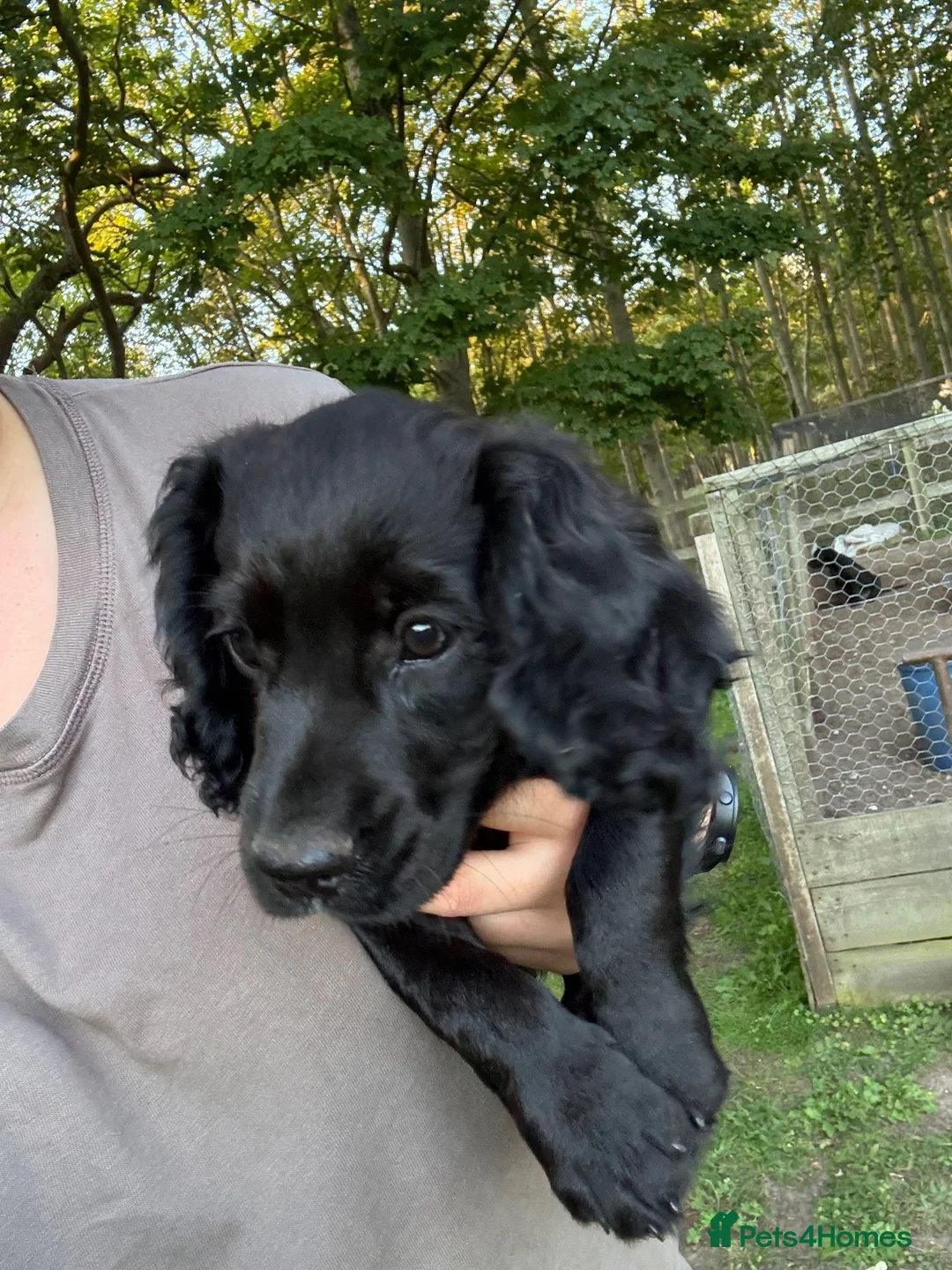 Cocker Spaniel dogs for sale: Cocker spaniel bitch puppy - Advert 5