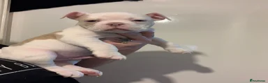 Olde English Bulldogge Puppy 5