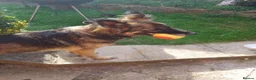 German Shepherd dogs for sale: 4 year old German shepherd female  in Nottingham - Advert 2