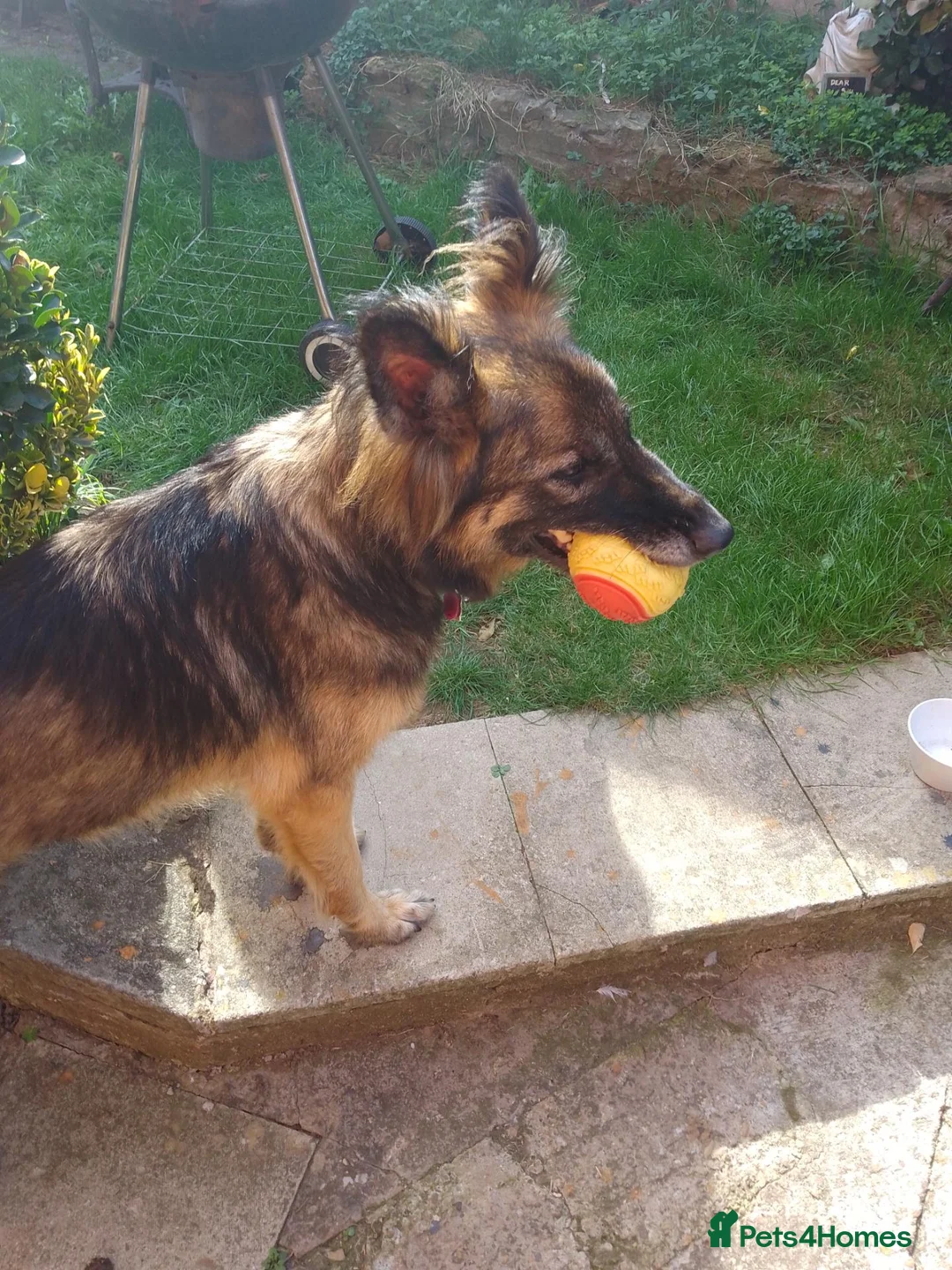 German Shepherd dogs for sale: 4 year old German shepherd female  in Nottingham - Advert 2