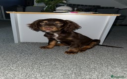 Cocker Spaniel dogs for stud: Handsome Chocolate and Tan WCS  - Image 8