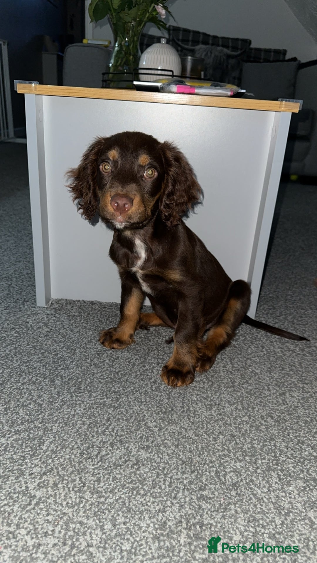 Cocker Spaniel dogs for stud: Handsome Chocolate and Tan WCS  - Image 8