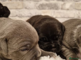 Staffordshire Bull Terrier dogs Bautiful, Staffordshire bull terrier - Advert 13