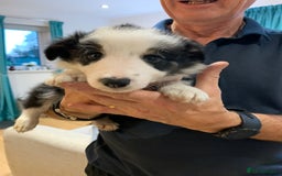 Border Collie dogs for sale: Fantastic Border Collies  - Image 8