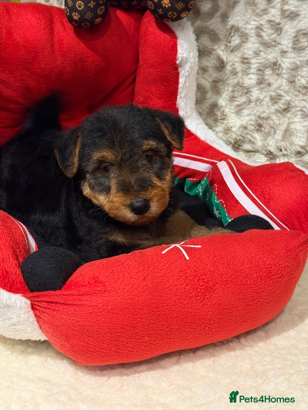 Welsh Terrier dogs for sale: Stunning puppies  - Advert 9