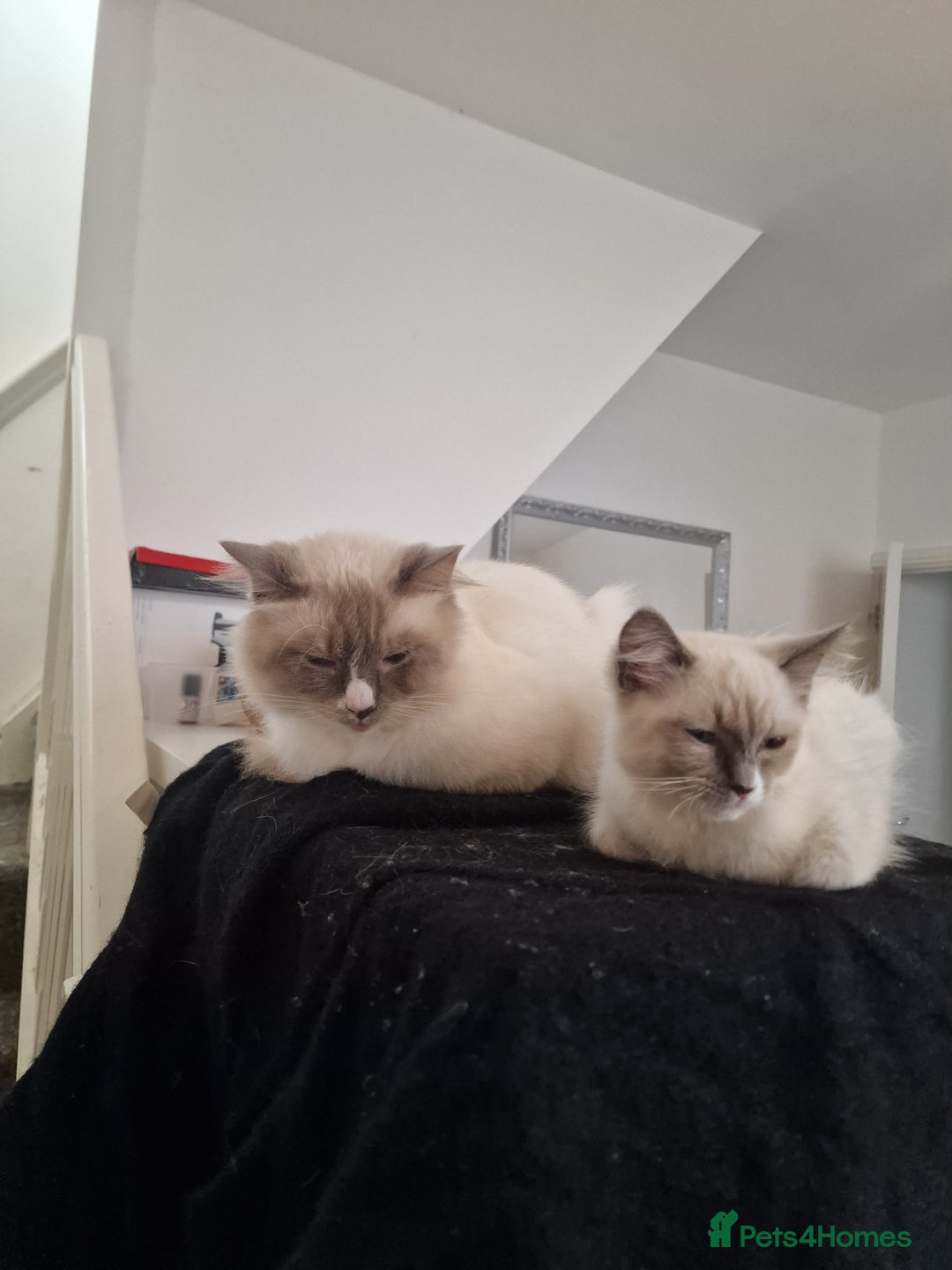 Ragdoll cats for sale: Meet Simon – the last of our Ragdoll trio - Image 7