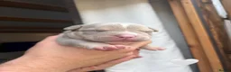 American Bully dogs for sale: Pocket bully  - Advert 3