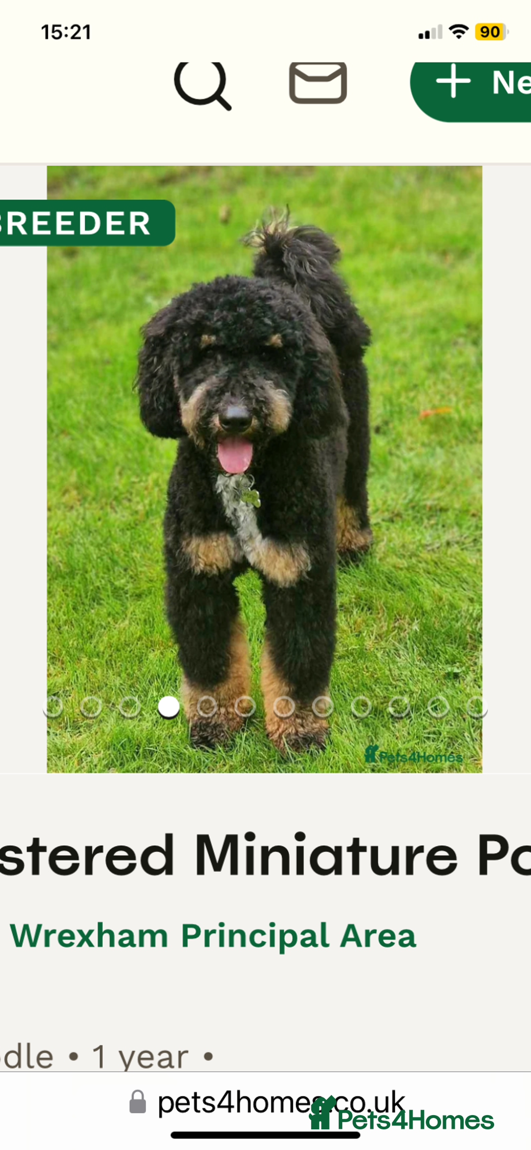 Labradoodle dogs for sale: Miniature Labradoodle  - Advert 12