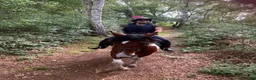 Irish Cob horses for sale: 15.2hh cob gelding in Gainsborough - Advert 8