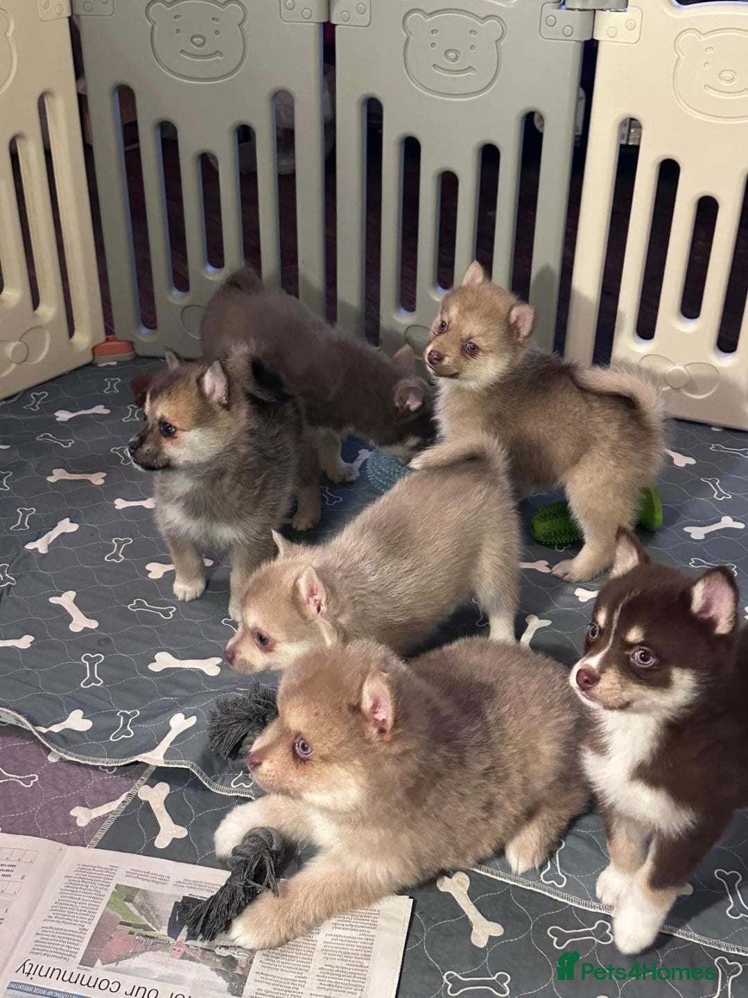 Pomsky dogs Blue Eyed F4 Toy Pomskies Ready Now - Advert 1