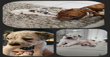 Mixed Breed dogs - Advert 13