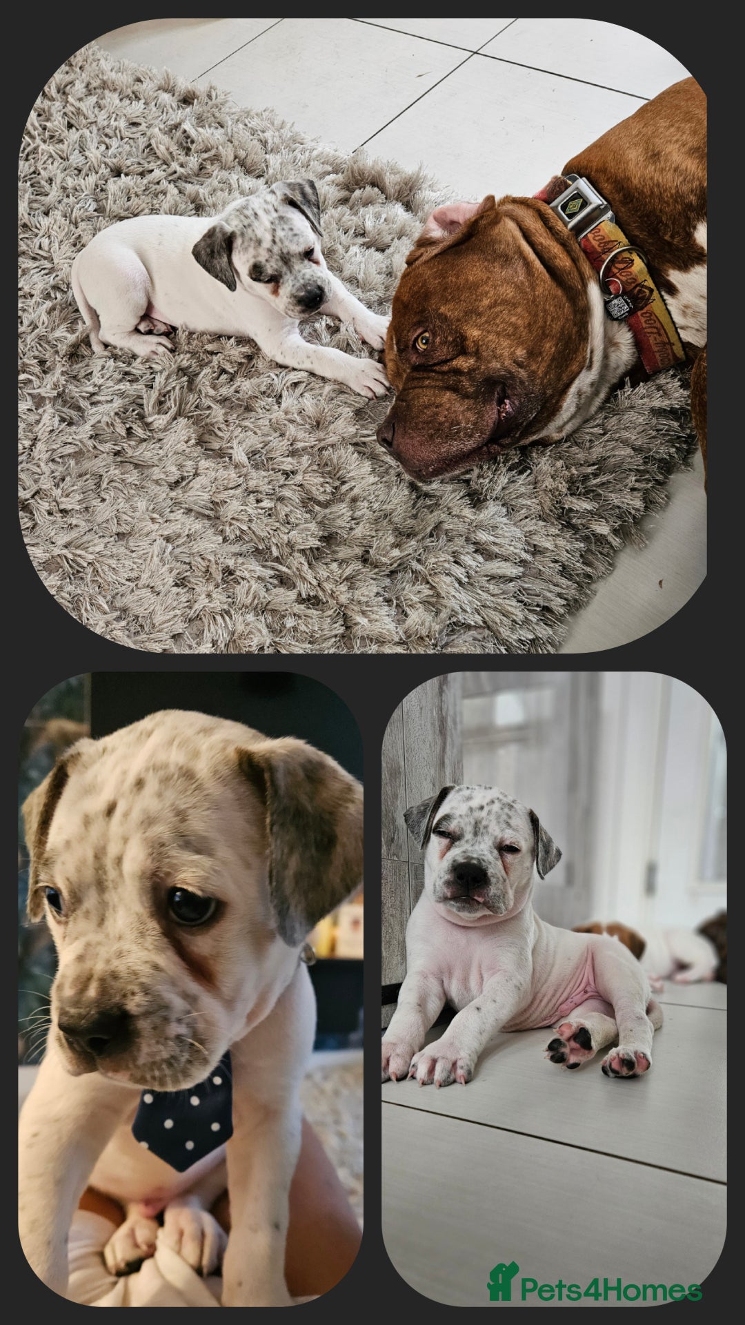 Mixed Breed dogs for sale: ADORABLE CHUNKY PUPPIES - Image 3
