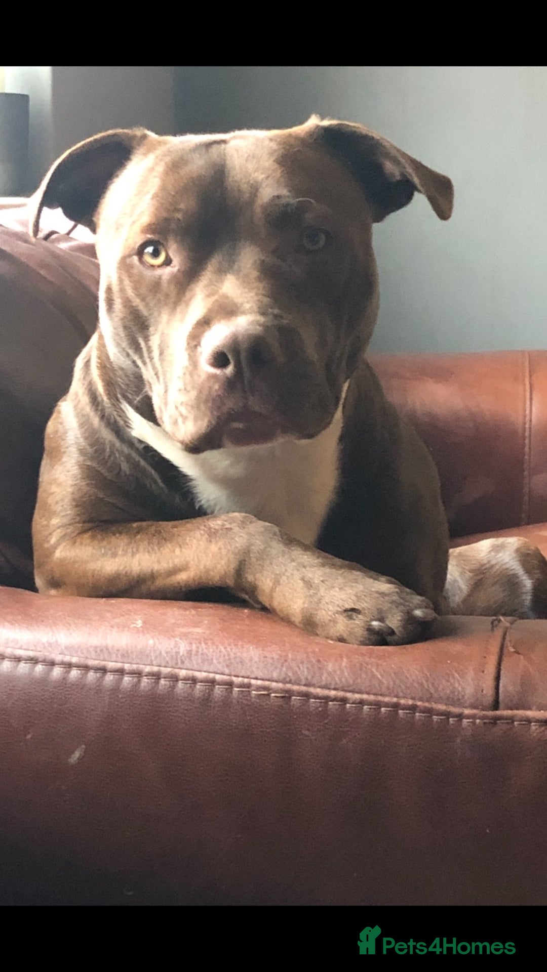 Staffordshire Bull Terrier dogs for stud: Quality STUD carries blue, red and tri gene  - Advert 21